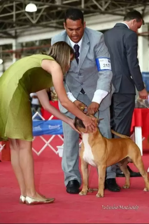 AMERICAN STAFFORDSHIRE TERRIER