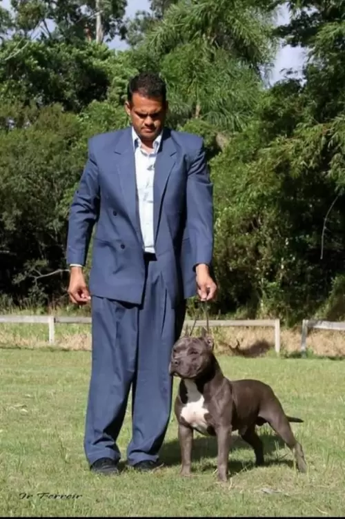 AMERICAN STAFFORDSHIRE TERRIER