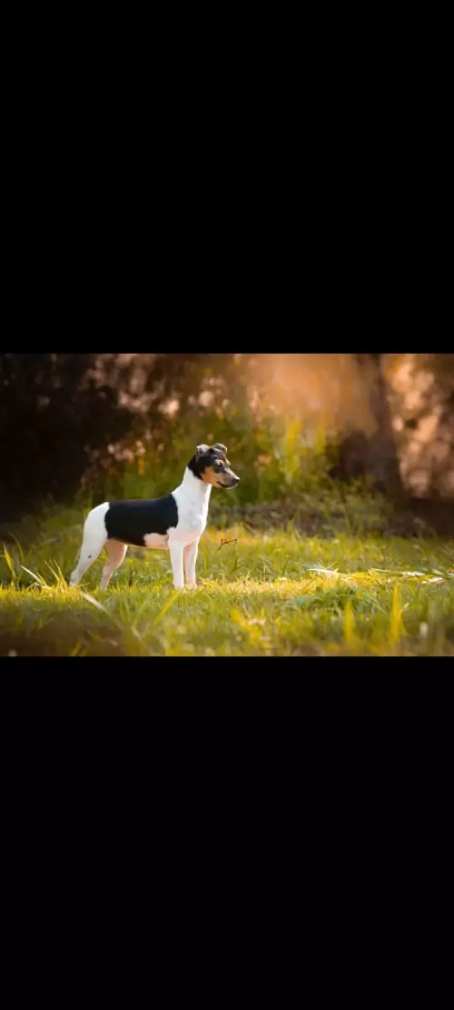 TERRIER BRASILEIRO