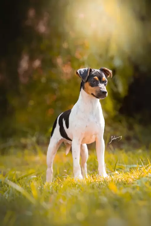 TERRIER BRASILEIRO