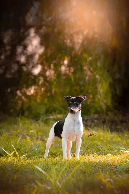 TERRIER BRASILEIRO