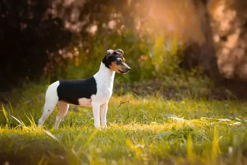 TERRIER BRASILEIRO
