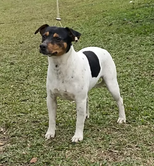 TERRIER BRASILEIRO