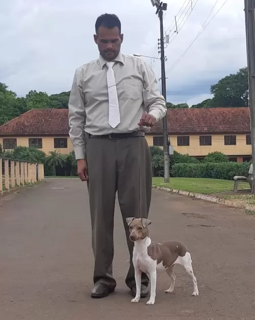 TERRIER BRASILEIRO