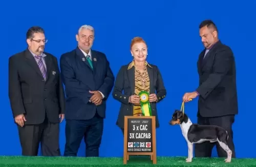 TERRIER BRASILEIRO