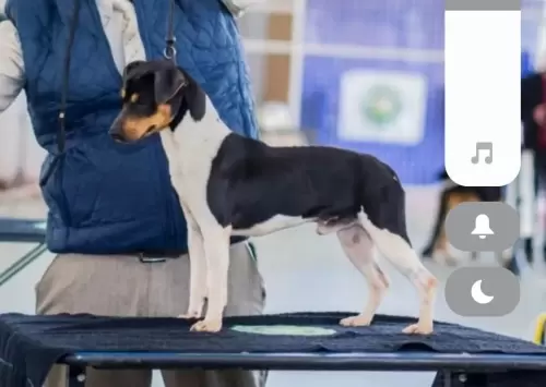 TERRIER BRASILEIRO