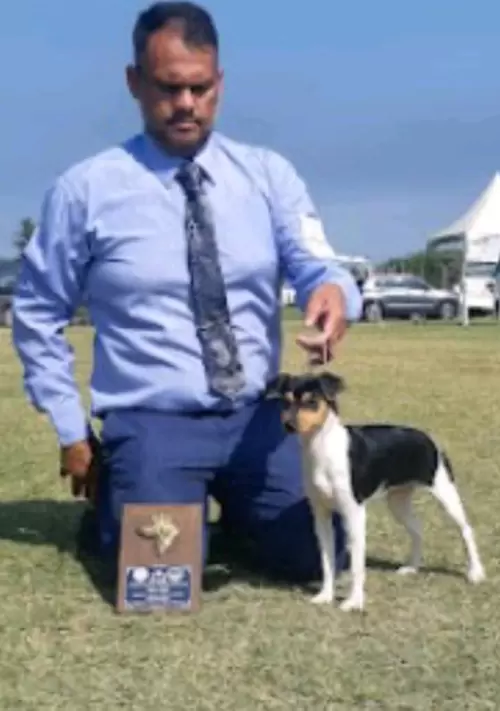 TERRIER BRASILEIRO