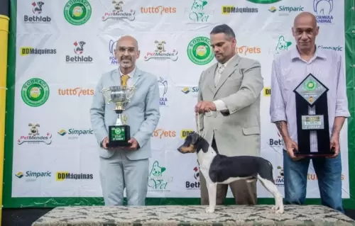 TERRIER BRASILEIRO