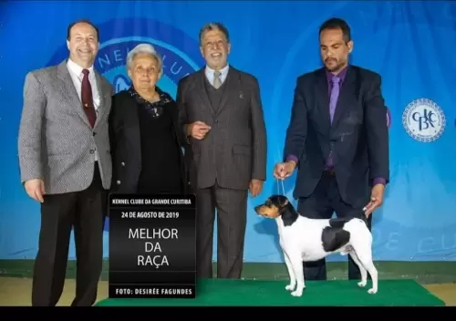 TERRIER BRASILEIRO