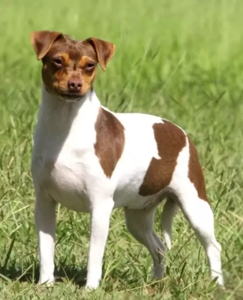 TERRIER BRASILEIRO