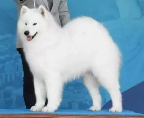 Samoieda