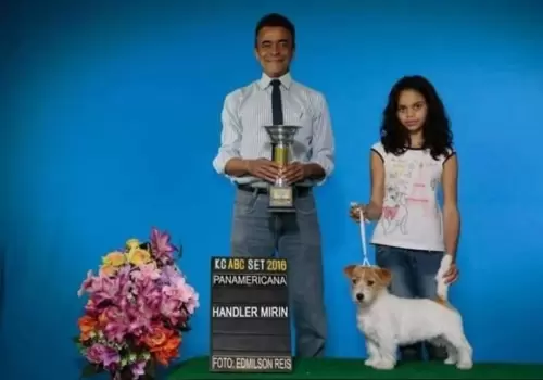 Jack Russel  terrier