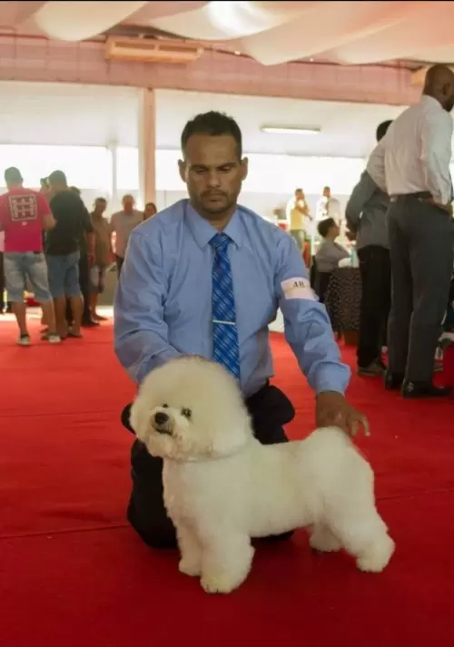  BICHON FRISÉ