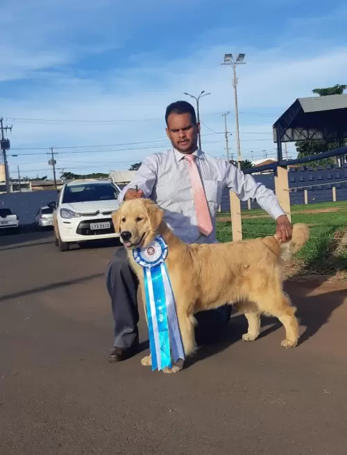GOLDEN RETRIVER