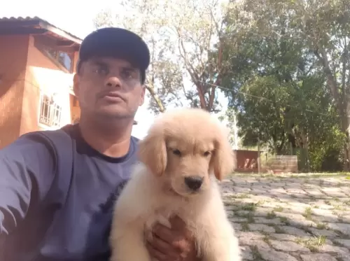 GOLDEN RETRIVER