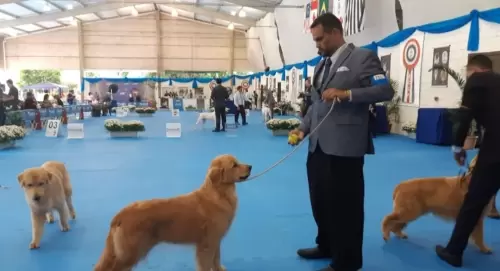GOLDEN RETRIVER