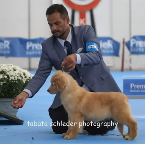   GOLDEN RETRIVER