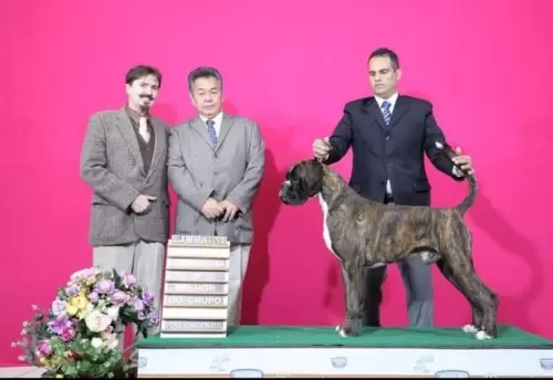 BOXER