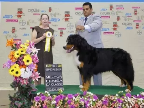 BERNESE MONTANDOG