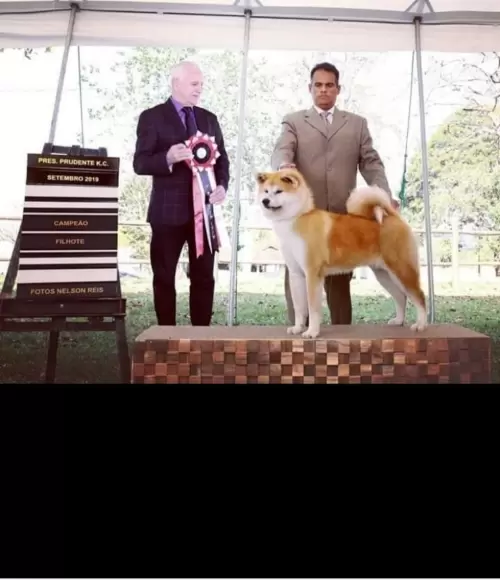 AKITA INU