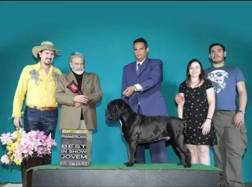 BISS ESPECIALIZADA  JOVEM  * BULDOGUE CAMPEIRO