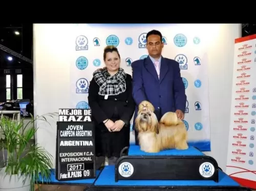 Shih tzu
