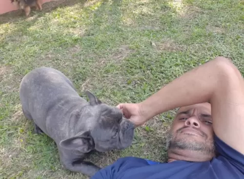 BULDOGUE FRANCÊS EXOTICO