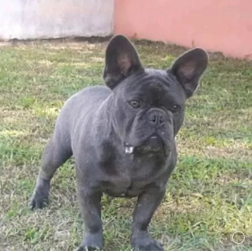 BULDOGUE FRANCÊS EXOTICO