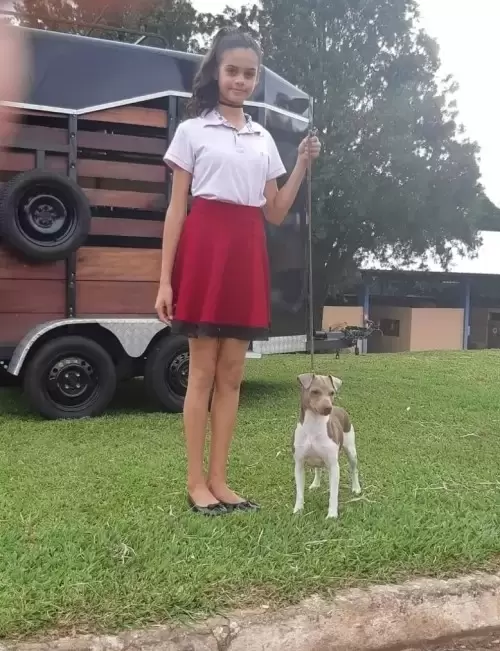 TERRIER BRASILEIRO