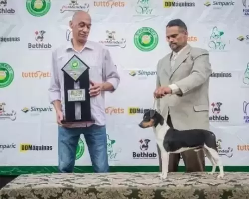 TERRIER BRASILEIRO