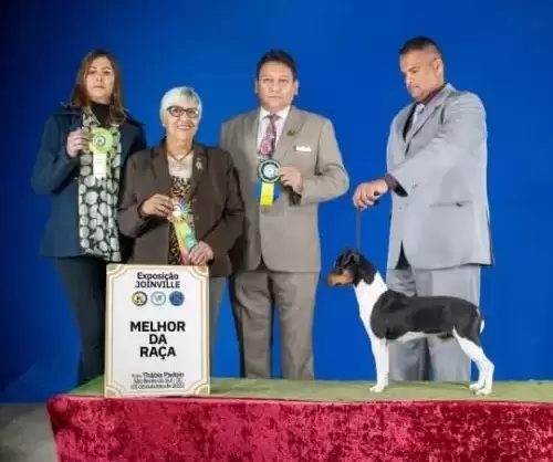 TERRIER BRASILEIRO