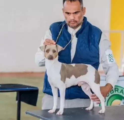 TERRIER BRASILEIRO