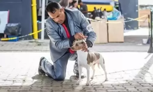 TERRIER BRASILEIRO