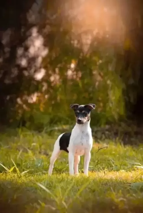 TERRIER BRASILEIRO