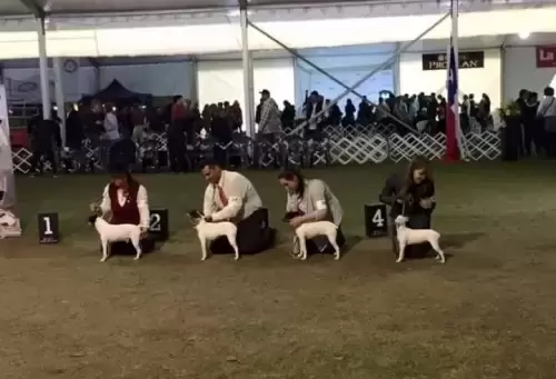   BISS - 1° ESPECIALIZADA( CHILE ) DE TERRIER CHILENO AMERICANS& CARIBE 15