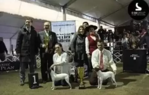   BISS - 1° ESPECIALIZADA( CHILE ) DE TERRIER CHILENO AMERICANS& CARIBE 15