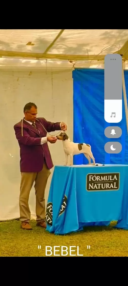 9° EXPOSIÇÃO ESPECIALIZADA DO CONSELHO DA RAÇA TERRIER BRASILEIRO			