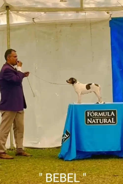 9° EXPOSIÇÃO ESPECIALIZADA DO CONSELHO DA RAÇA TERRIER BRASILEIRO			