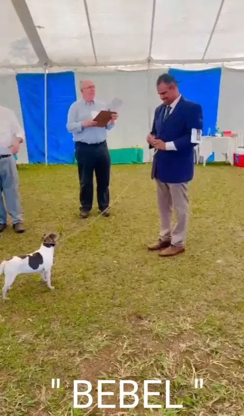 9° EXPOSIÇÃO ESPECIALIZADA DO CONSELHO DA RAÇA TERRIER BRASILEIRO			