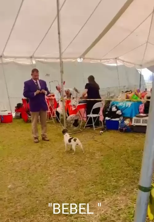 9° EXPOSIÇÃO ESPECIALIZADA DO CONSELHO DA RAÇA TERRIER BRASILEIRO			