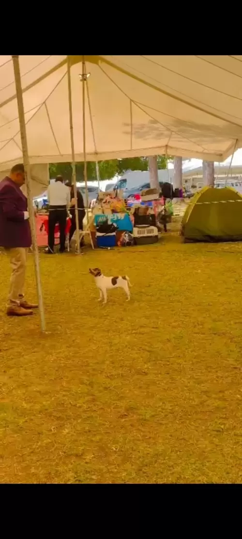 9° EXPOSIÇÃO ESPECIALIZADA DO CONSELHO DA RAÇA TERRIER BRASILEIRO			