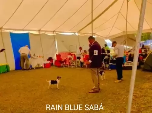 9° EXPOSIÇÃO ESPECIALIZADA DO CONSELHO DA RAÇA TERRIER BRASILEIRO			