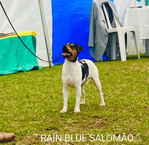 9° EXPOSIÇÃO ESPECIALIZADA DO CONSELHO DA RAÇA TERRIER BRASILEIRO			