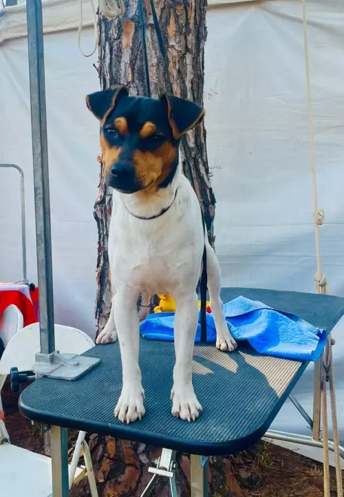 9° EXPOSIÇÃO ESPECIALIZADA DO CONSELHO DA RAÇA TERRIER BRASILEIRO			