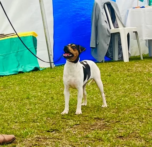 9° EXPOSIÇÃO ESPECIALIZADA DO CONSELHO DA RAÇA TERRIER BRASILEIRO			