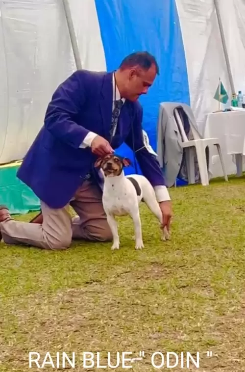 9° EXPOSIÇÃO ESPECIALIZADA DO CONSELHO DA RAÇA TERRIER BRASILEIRO			