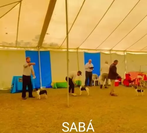 9° EXPOSIÇÃO ESPECIALIZADA DO CONSELHO DA RAÇA TERRIER BRASILEIRO			