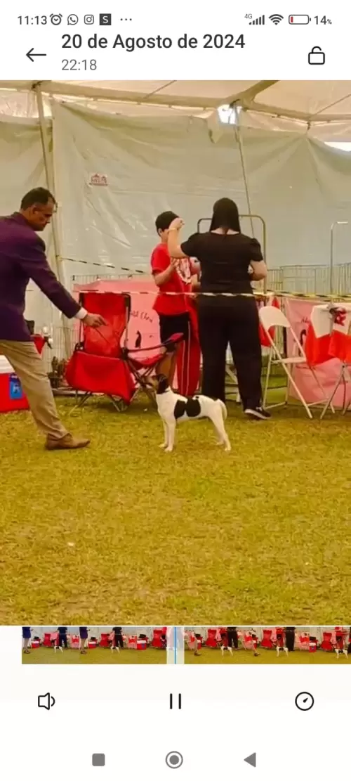 9° EXPOSIÇÃO ESPECIALIZADA DO CONSELHO DA RAÇA TERRIER BRASILEIRO			
