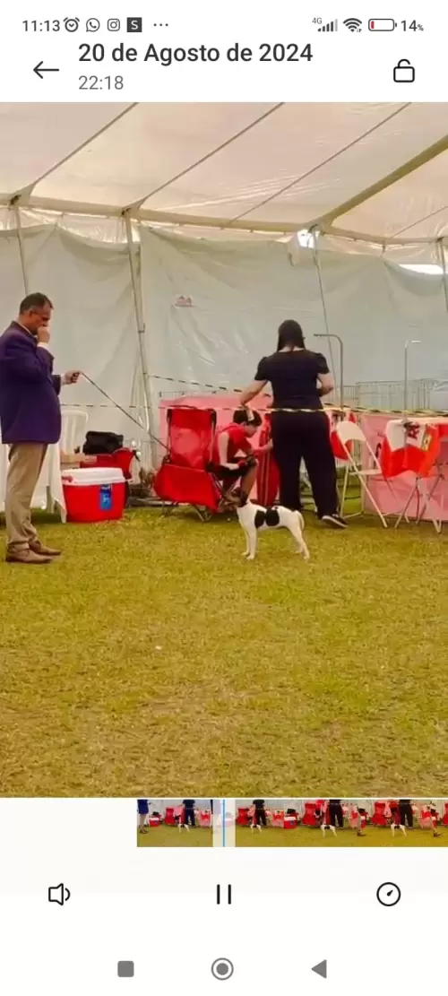 9° EXPOSIÇÃO ESPECIALIZADA DO CONSELHO DA RAÇA TERRIER BRASILEIRO			